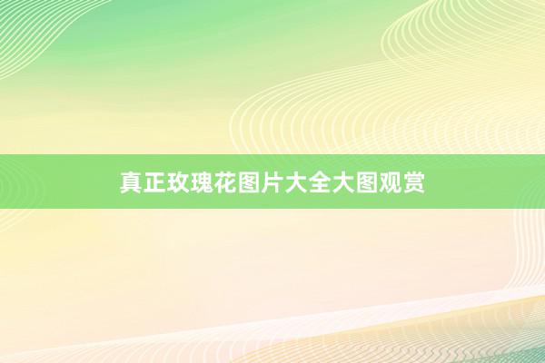 真正玫瑰花图片大全大图观赏